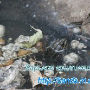 Донбассу – от благодарных харьковчан? Донбассу – от благодарных харьковчан?